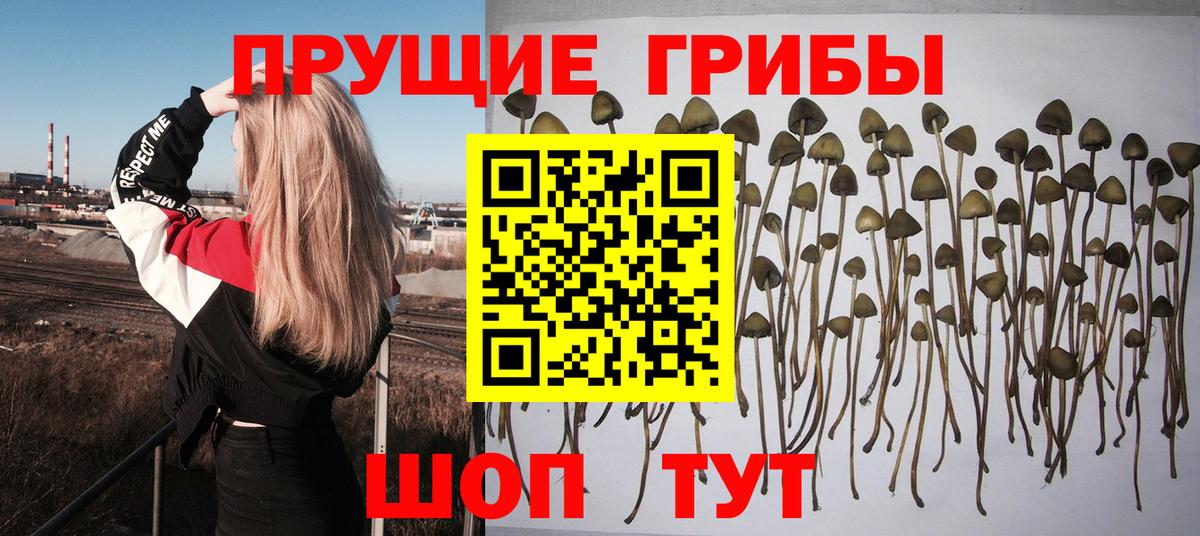 Галлюциногенные грибы мухоморы  Избербаш  Галлюциногенные грибы GOLDEN TEACHER 